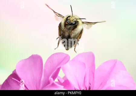 Carder stridente bee (Bombus sylvarum), en vol, au géranium, Allemagne Banque D'Images