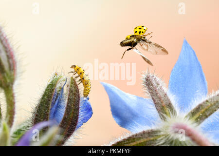 22-spot ladybird (Psyllobora vigintiduopunctata) en vol, la larve, la fleur de bourrache, Allemagne Banque D'Images