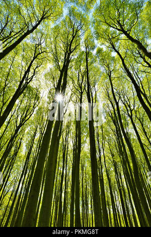 Soleil brille à travers forêt de hêtres au printemps, vert frais, le Parc National de Jasmund, Site du patrimoine mondial de l'UNESCO, l'île de Rügen Banque D'Images