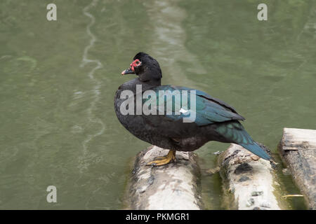 Le canard siam nager dans le lac, l'état sauvage et très sympathique Banque D'Images