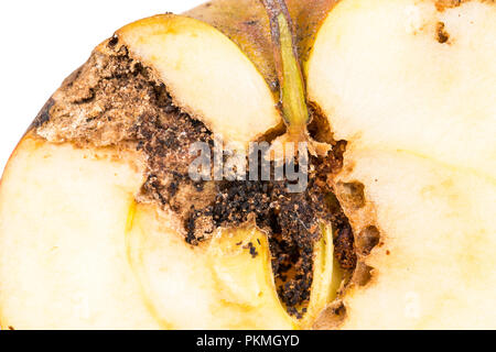 Close up plate trace de carpocapse Cydia pomonella, dans un milieu demi-wormy apple. La tavelure, l'oïdium, champignon Banque D'Images