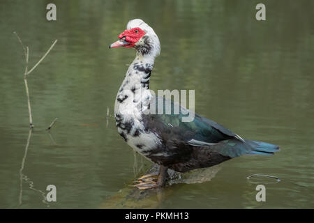 Le canard siam nager dans le lac, l'état sauvage et très sympathique Banque D'Images