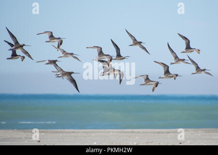 Troupeau de barges à queue Bar (Limosa lapponica) aux commandes d'une plage dans la région de Canterbury en Nouvelle-Zélande Banque D'Images