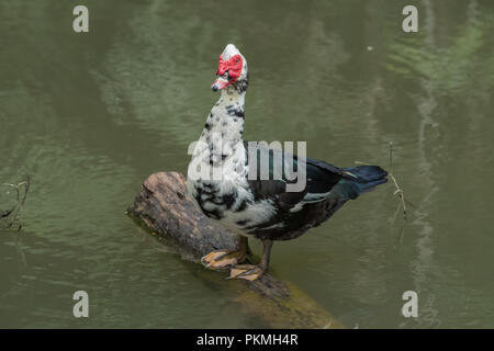 Le canard siam nager dans le lac, l'état sauvage et très sympathique Banque D'Images