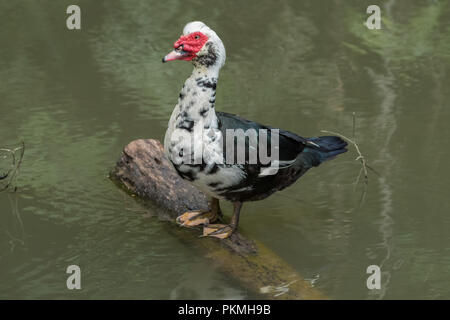 Le canard siam nager dans le lac, l'état sauvage et très sympathique Banque D'Images