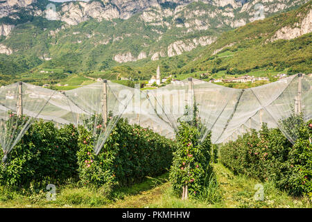 La production intensive de fruits ou du verger avec des filets de protection des cultures dans le Tyrol du Sud, Italie. Verger de nouvelle variété de pomme 'Royal Gala' Banque D'Images