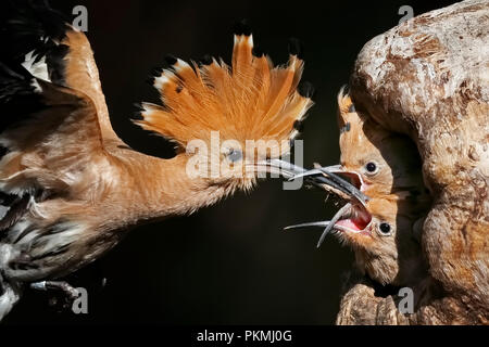 Huppe fasciée (Upupa epops), nourrir les oiseaux adultes jeune oiseau, la Biosphère Mittelelbe, Saxe-Anhalt, Allemagne Banque D'Images