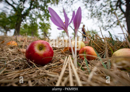 13 septembre 2018, Hessen, Frankfurt Main : un crocus d'automne (C) la floraison chez les pommes tombées sur une prairie orchard dans l'est de la ville. Les fleurs s'épanouissent à la fin de l'été et l'automne et sont très toxiques. Photo : Frank Rumpenhorst/dpa Banque D'Images