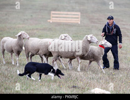 Crawinkel, Thuringe. 14Th Sep 2018. Hendrik Kienker participants avec son chien à l'étoile de berger allemand Border Collie championnats. Les meilleurs chiens de troupeaux et de bergers hobby Allemagne sont déterminés dans le cadre d'un concours sur plusieurs cycles. Credit : Bodo Schackow Zentralbild-/dpa/ZB/dpa/Alamy Live News Banque D'Images