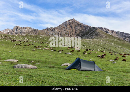 Camp de l'arrière-pays en haute pâturage avec des moutons paissant sur flanc de l'Alai, Keskenkyia Jyrgalan, trek en boucle, le Kirghizistan Banque D'Images