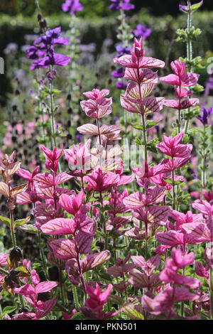 Bractées rose vif de la Salvia viridis aussi connu comme la sauge sclarée, rétroéclairé par le soleil, de plus en plus à l'extérieur. Banque D'Images