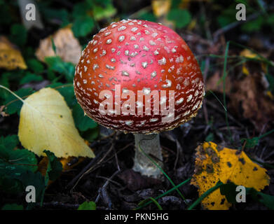 Agaric fly rouge unique dans le jaune feuilles tombées à sec Banque D'Images