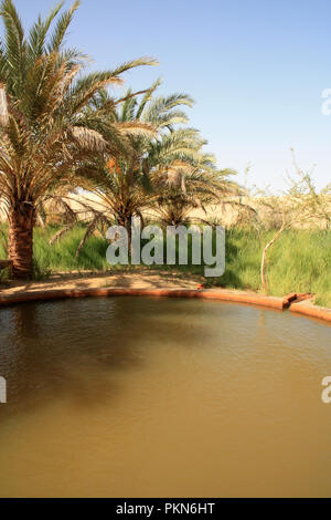 Soi-disant 'Hot Spring' dans le désert du Sahara, près de l'oasis de Siwa, Egypte Banque D'Images