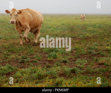 Deux vaches dans un champ d'herbe sur un foggy, Misty, jour de pluie Banque D'Images