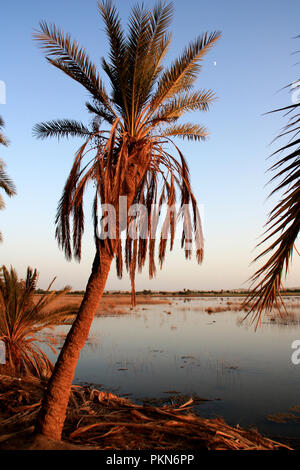 Magnifique Coucher de soleil vu de Fatnas Island, une île à l'oasis de Siwa dans le désert du Sahara égyptien Banque D'Images