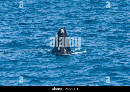 Une baleine franche australe monté pour l'air à Hermanus, Afrique du Sud Banque D'Images