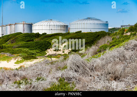 Branches blanc mort, Growing green de buissons et d'un dépôt pétrolier à Mossel Bay, Afrique du Sud Banque D'Images