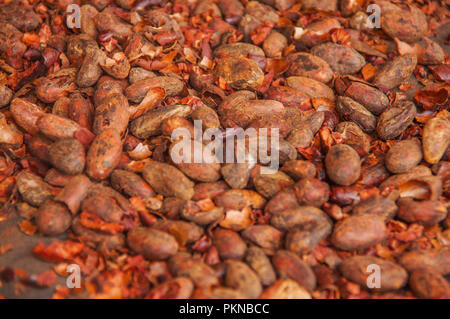 Close up de fèves de cacao distribués pour le processus de séchage Banque D'Images