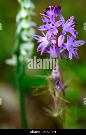 Prospero autumnale, l'automne squill, une usine d'automne des Asparagacées famille. Sud-ouest de la Sardaigne, est situé dans la Méditerranée. Banque D'Images