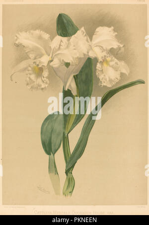 Cattleya Mendelii Quorndon maison Var. Médium : Lithographie. Musée : National Gallery of Art, Washington DC. Auteur : Gustav Leutzsch après Henry George Lune. Banque D'Images