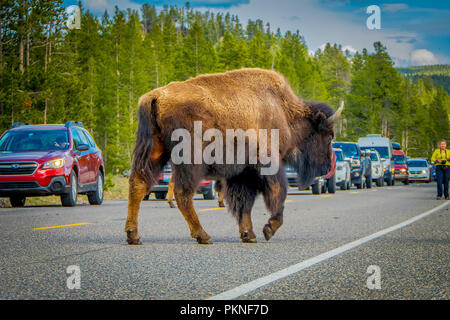 YELLOWSTONE, Montana, USA 24 mai 2018 : vue extérieure du bison américain traversent la route dans le Parc National de Yelowstone Banque D'Images