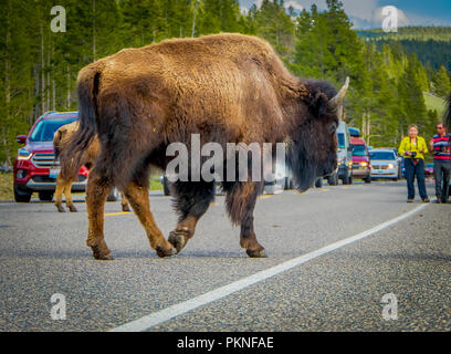 YELLOWSTONE, Montana, USA 24 mai 2018 : vue extérieure du bison américain traversent la route dans le Parc National de Yelowstone Banque D'Images