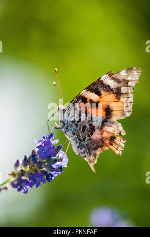 Un swallowtail butterfly dans son élément, sur une fleur pourpre Banque D'Images