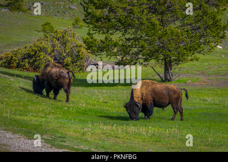 Belle vue extérieure de deux magnifiques bisons broutant dans un champ avec des montagnes et des arbres en arrière-plan Banque D'Images