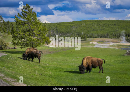 Belle vue extérieure de deux magnifiques bisons broutant dans un champ avec des montagnes et des arbres en arrière-plan Banque D'Images