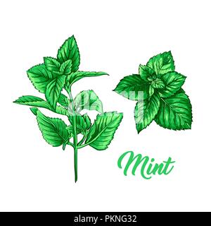 Direction générale de la menthe verte. Herb de thé thème. Peinte à la main dessin isolé réaliste Illustration de la menthe poivrée ou menthe verte botanique Plante. Phytothérapie et aromathérapie Design sur le fond blanc Illustration de Vecteur