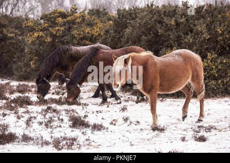 Scènes hivernales, l'emblématique New Forest : poneys au milieu d'un paysage enneigé, Pitmore Lane, Sway prise en mars 2018 Banque D'Images