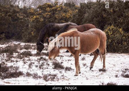 Scènes hivernales, l'emblématique New Forest : poneys au milieu d'un paysage enneigé, Pitmore Lane, Sway prise en mars 2018 Banque D'Images