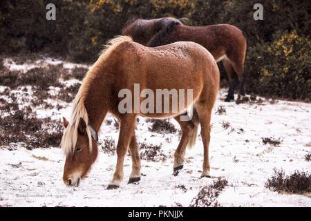 Scènes hivernales, l'emblématique New Forest : poneys au milieu d'un paysage enneigé, Pitmore Lane, Sway prise en mars 2018 Banque D'Images