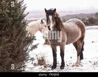 Scènes hivernales, l'emblématique New Forest : poneys au milieu d'un paysage enneigé, Pitmore Lane, Sway prise en mars 2018 Banque D'Images