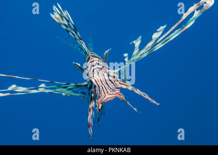 Devil Firefish, Pterois miles,, Red Sea, Egypt Banque D'Images