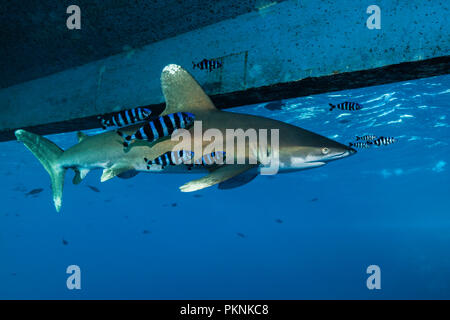 Requin océanique ci-dessous, croisières, Carcharhinus longimanus, Red Sea, Egypt Banque D'Images