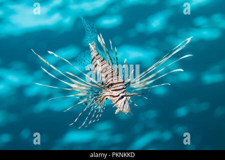 Devil Firefish, Pterois miles,, Red Sea, Egypt Banque D'Images