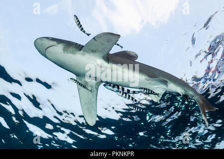 Requin océanique, Carcharhinus longimanus, Océan Atlantique, France Banque D'Images