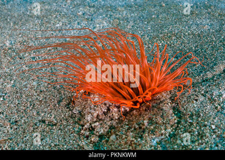 Anémone Cerianthus filiformis, tube, La Paz, Baja California Sur, Mexique Banque D'Images