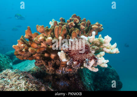 Panamic d'Étoile de mer Acanthaster, ellisii, La Paz, Baja California Sur, Mexique Banque D'Images