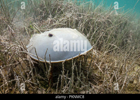 Limule dans les Mangroves, Limulus polyphemus, Cancun, Yucatan, Mexique Banque D'Images