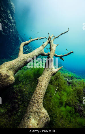 Plongée dans Car Wash Cenote Aktun Ha, Tulum, Yucatan, Mexique Banque D'Images