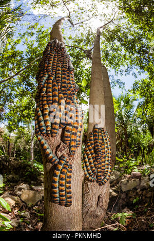 Les chenilles de papillon de soie géant, Arsenura armida, Cancun, Yucatan, Mexique Banque D'Images