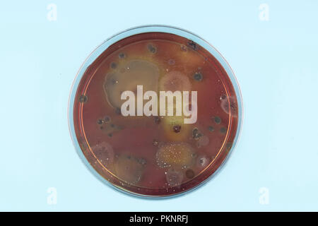 De plus en plus des microbes sur la plaque d'agar. Banque D'Images