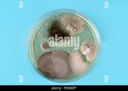 De plus en plus des microbes sur la plaque d'agar. Banque D'Images