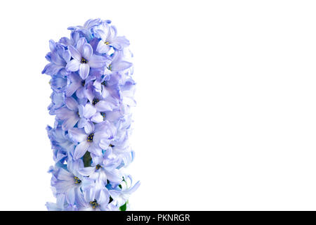 Jacinthe (Hyacinthus orientalis) fleurs. Banque D'Images