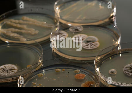 De plus en plus des microbes sur la plaque d'agar. Banque D'Images