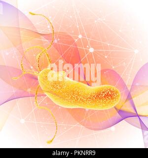 Les bactéries Helicobacter pylori, illustration. Banque D'Images