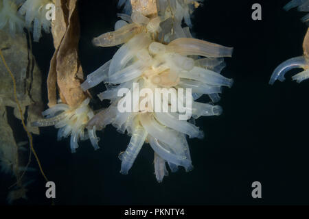 Jardins suspendus de Aegir (AEgir) - colonie de mer transparente ou jaune Sea Squirt (Ciona intestinalis, Ascidia intestinalis) Banque D'Images