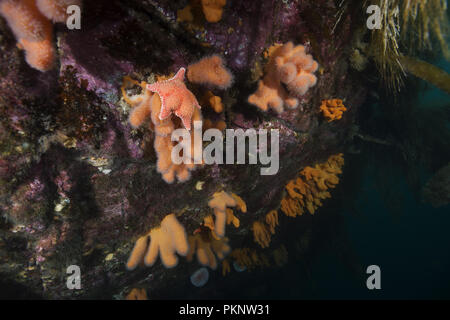 Paysage sous-marin avec les coraux mous - Doigts Coral, Noirou (Alcyonium digitatum) et rigide (Hippasteria phrygiana coussin étoile) Banque D'Images